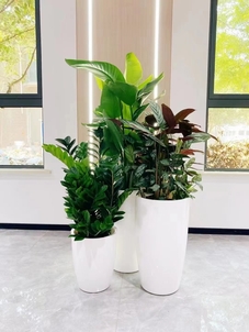 宁波慈溪花卉出租价格全解析，快来一探究竟